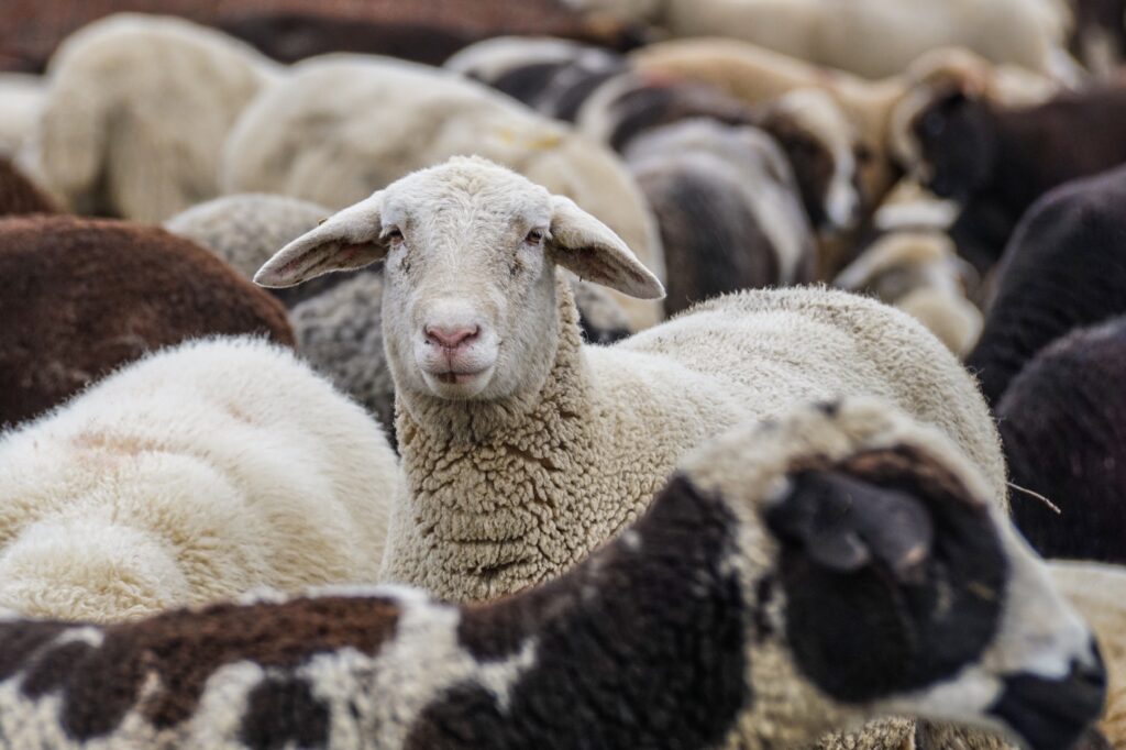 Estudio Fundación BBVA sobre percepciones y actitudes ante los animales
